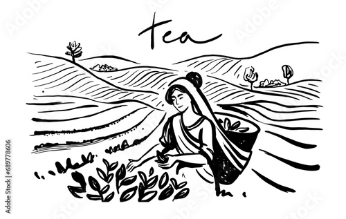 Sketch woman picking tea leaf in plantation. Tea making process part drawing.