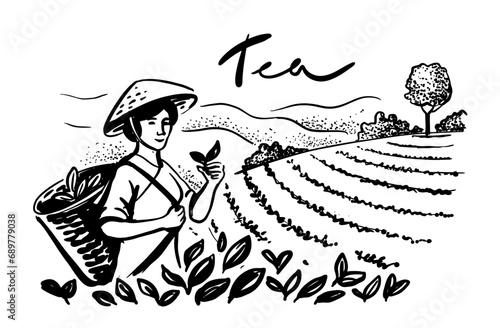 Sketch woman picking tea leaf in plantation. Tea making process part drawing.