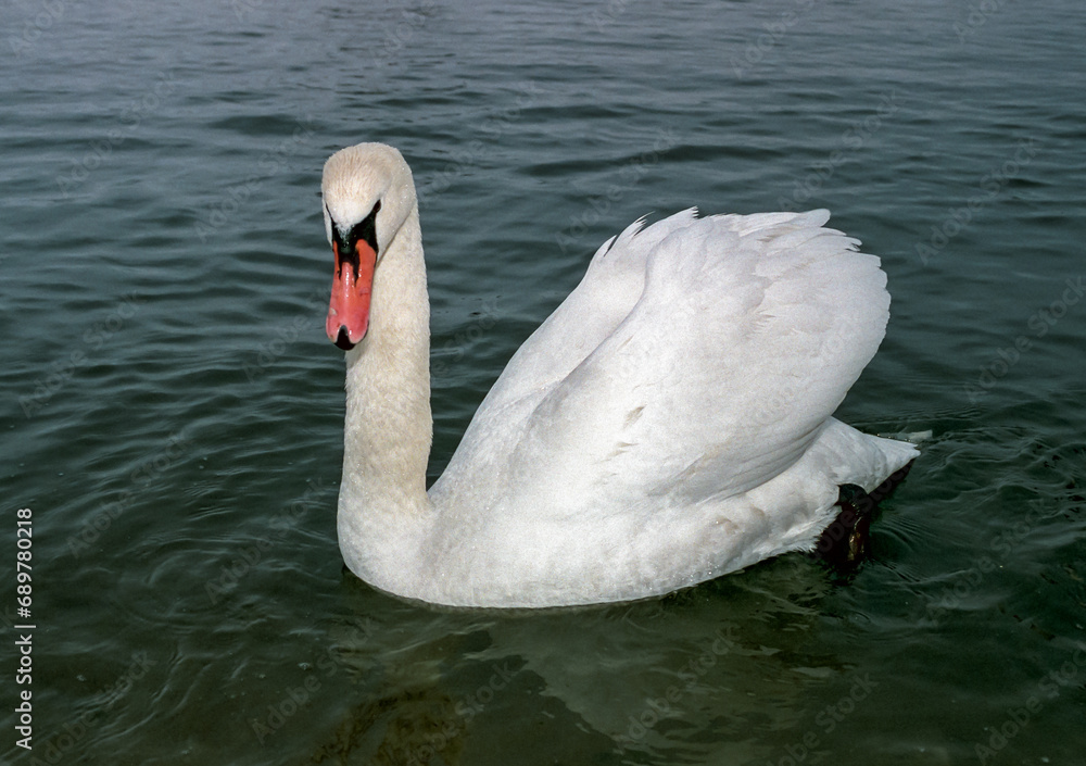 Obraz premium The mute swan (Cygnus olor), adult bird swimming in the sea