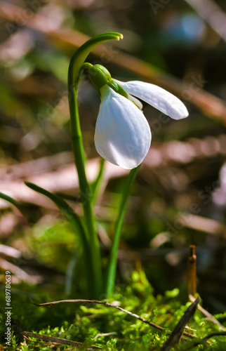 Galanthus elwesii (Elwes's, greater snowdrop), medium shot of blooming snowdrops in the wild photo