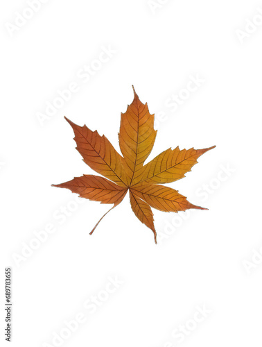 autumn leaves isolated on white