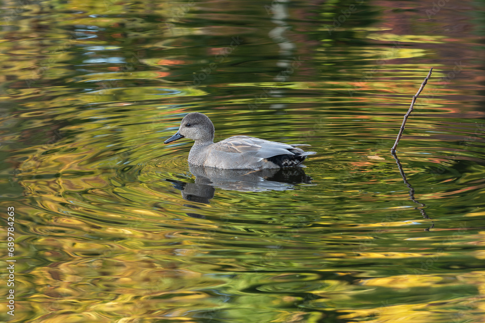 Fototapeta premium An adult male gadwall (Mareca strepera) swims through the water reflecting the fall foliage