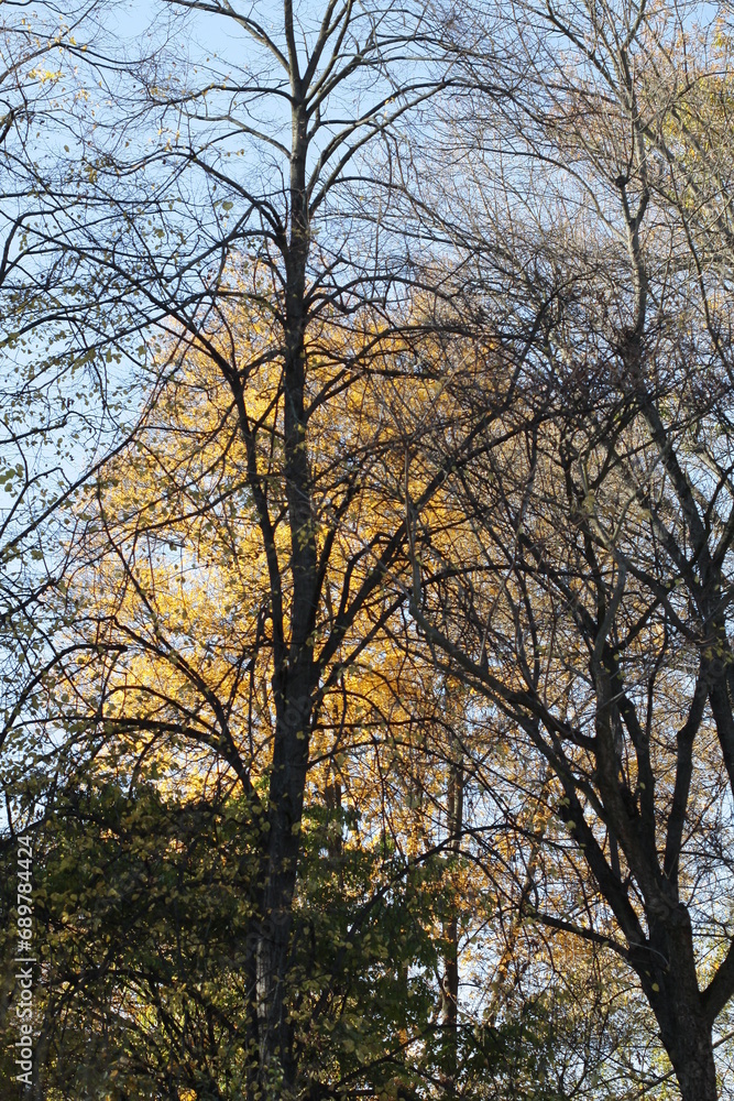 colorful leaves and trees in park at autumn