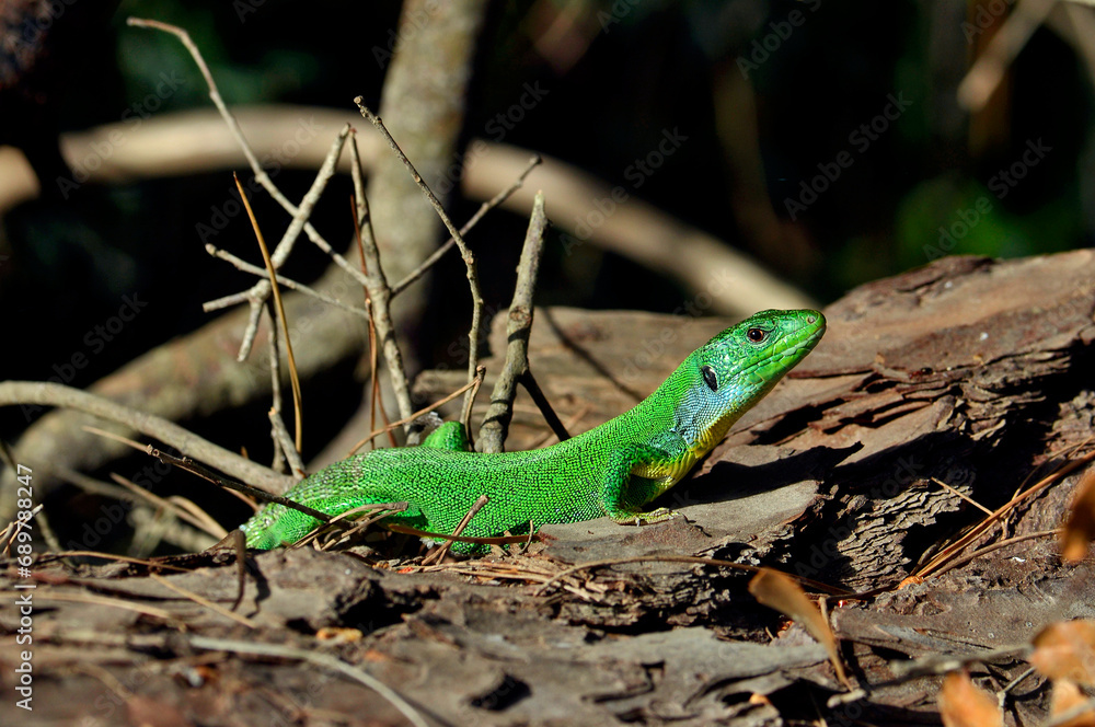 Fototapeta premium Westliche Riesensmaragdeidechse // Balkan green lizard (Lacerta trilineata trilineata) - Strofilia, Peloponnes, Griechenland 