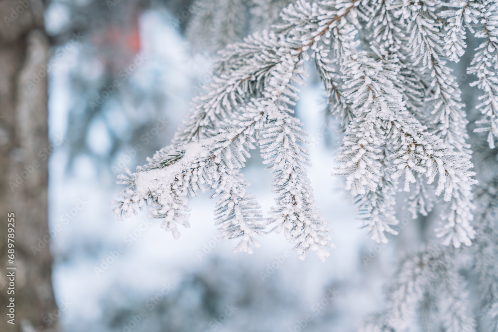 Christmas tree branches covered with frost. Christmas tree branches covered with frost.