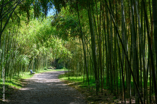 Fototapeta Naklejka Na Ścianę i Meble -  A green bamboo grove with the sun among the trunks.
