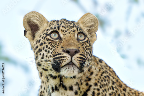 Portrait of a Leopard cub in Sabi Sands Game Reserve in the greater Kruger region in South Africa 