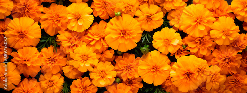beautiful orange flowers of marigolds. background of marigolds photo