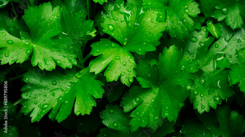 coriander leaves or cilantro background photo