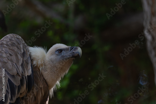 portrait of a vulture close up  