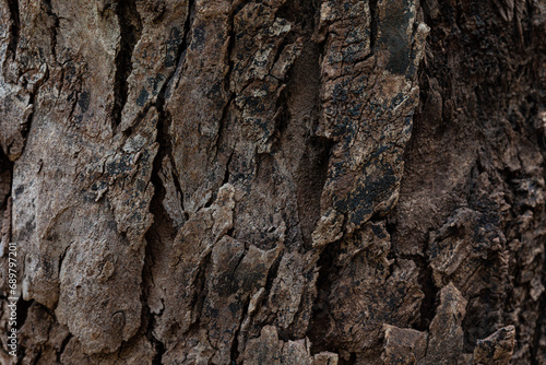 texture of the bark of tree