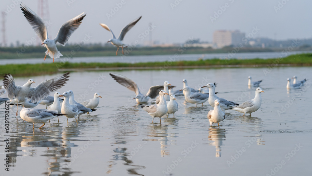 MIGRATORY FLOCK OF SEAGULL BIRDS ON THE SHORES OF SALALAH