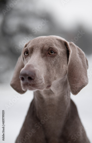 grauer Weimaraner mit gelben Augen