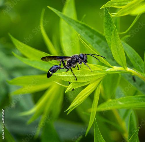 Macro of a black grass-carrying wasp