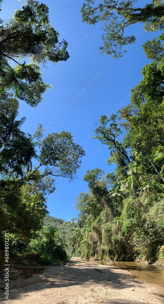 trees in the brazilian forest trees in the brazilian forest