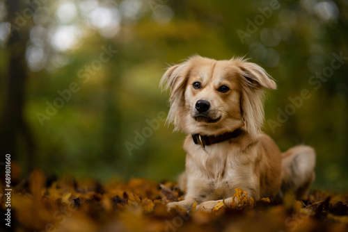 Kleiner süßer Hund im Wald