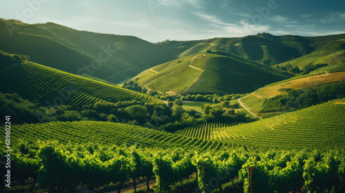 Green vineyard on a hill photo