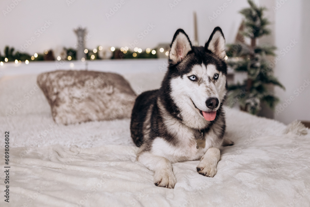Purebred black and white siberian husky lying on bed, Christmas Tree New Year decorations toys balls decorated interior holiday vacation atmosphere gifts presents garlands

