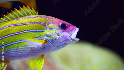 Bluestripe Snapper Swimming With Other Fishes photo