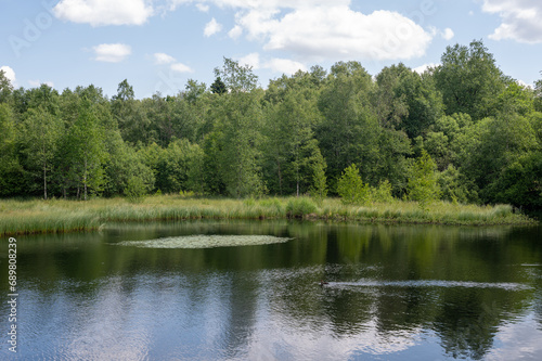 Lake in green nature with blue sky and white clouds