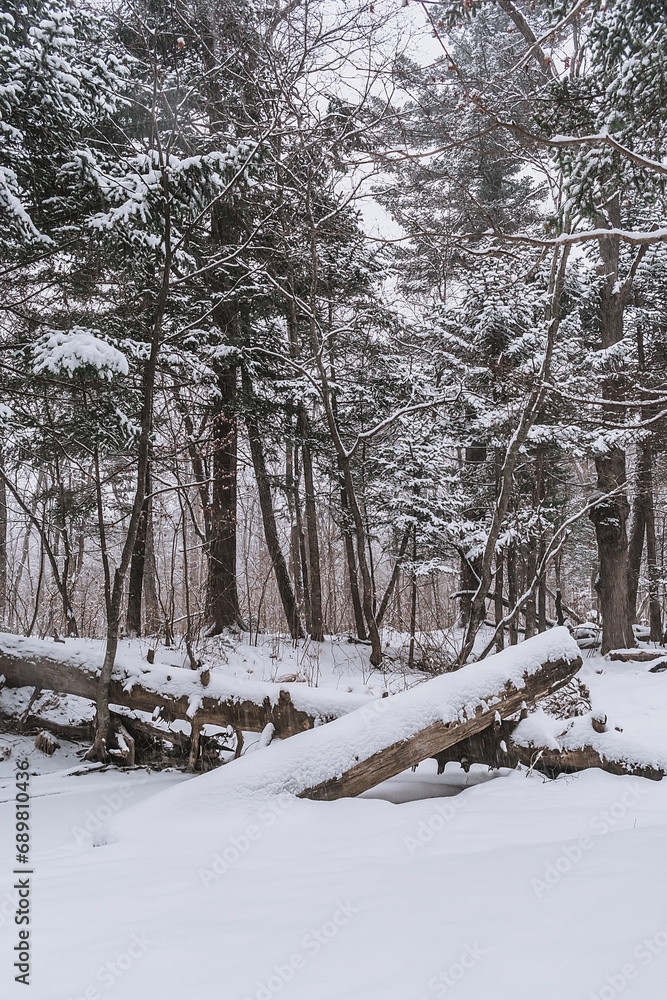 Fototapeta premium Taiga, winter forest. Pine trees in a snowy forest on a winter day. Forest covered with snow.