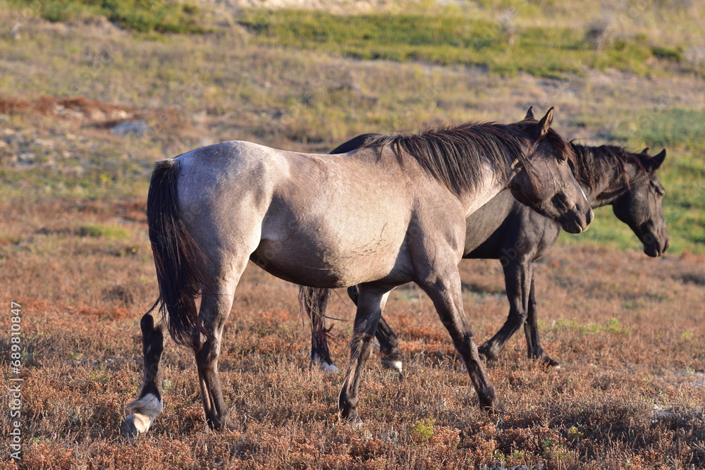 Wild Horse at Theodore Roosevelt National Park Wild Horse at Theodore Roosevelt National Park