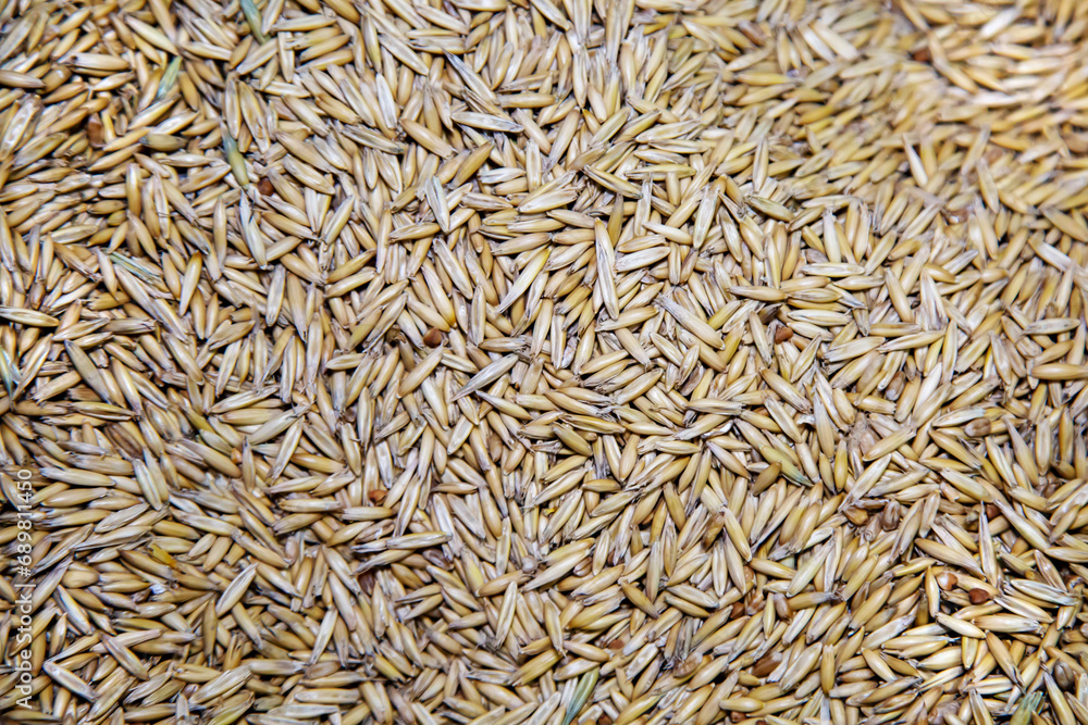 The background of oat grains of an oblong elongated shape is yellow. Agriculture cereals backgrounds.