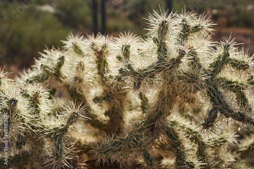 A Chain Fruit, hanging fruit, or Jumping  Cholla cactus in the Superstion Mountains  at Apache Junction, Arizona, USA photo