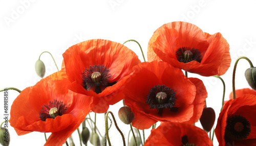 Poppy flowers isolated on white background, cutout 