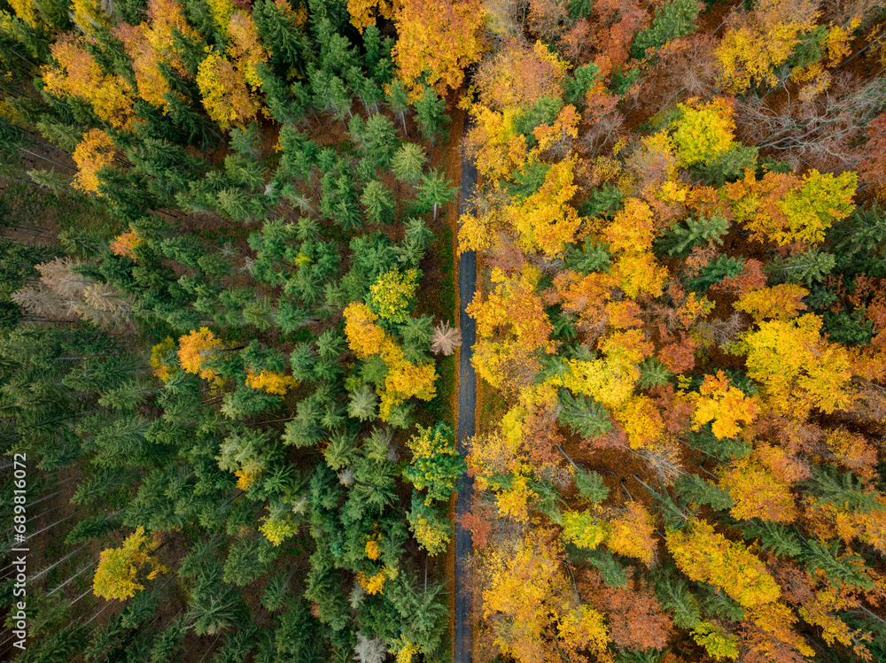 Aerial view of the forests in fall near Graz with a vertical paved road dividing the forest in half, Semriah, Styria, Austria. Aerial view of the forests in fall near Graz with a vertical paved road dividing the forest in half, Semriah, Styria, Austria.