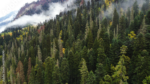 flying over the forest in the mountains with floating fog