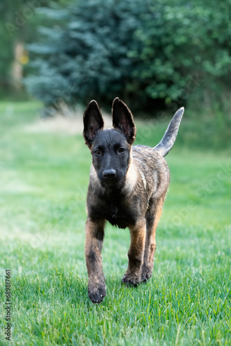 puppy belgian shepherd in nature