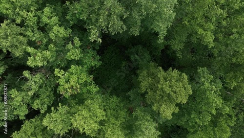 View from above of a green forest with a small clearing in the middle. photo