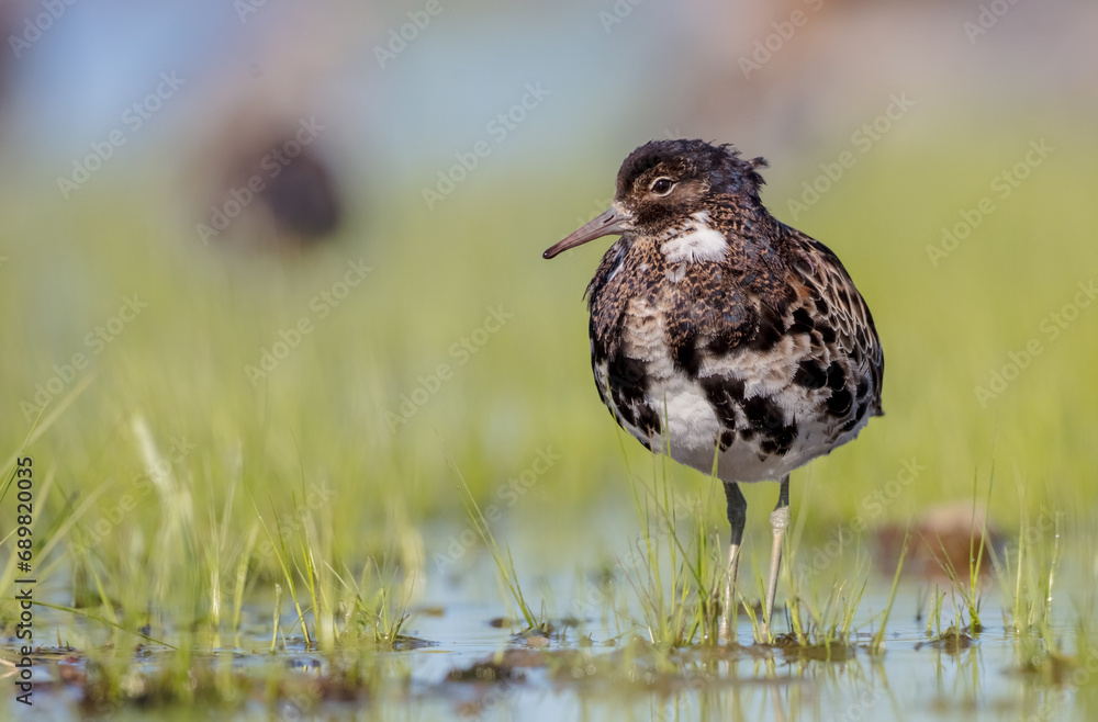 Ruff - male bird at a wetland on the mating season in spring Ruff - male bird at a wetland on the mating season in spring