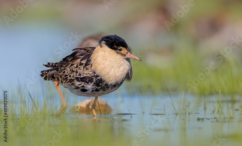 Ruff - male bird at a wetland on the mating season in spring