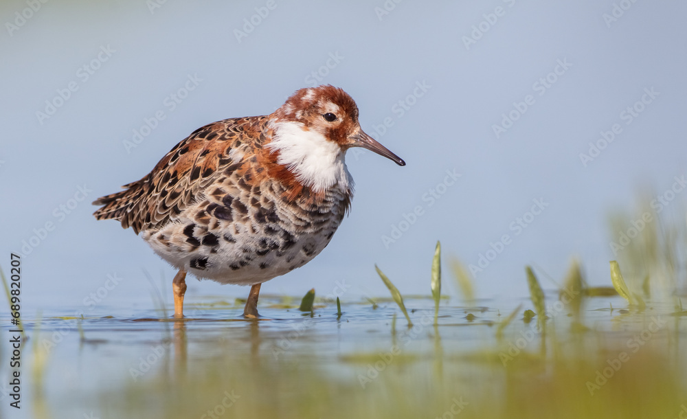 Ruff - male bird at a wetland on the mating season in spring Ruff - male bird at a wetland on the mating season in spring