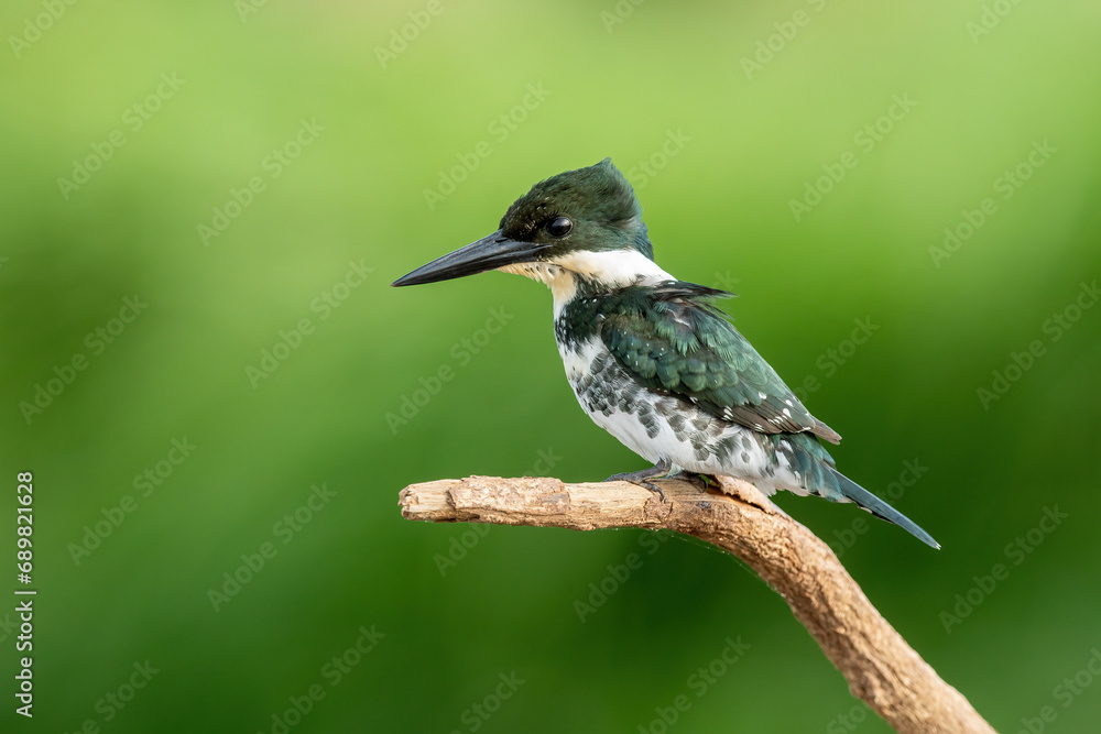 Green Kingfisher perched on stick on green background Green Kingfisher perched on stick on green background