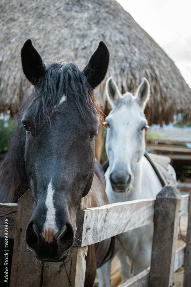 Obraz premium Two horses in stable