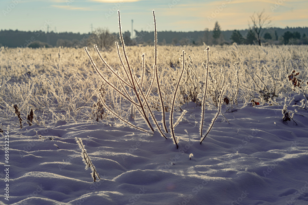 Zimowy, mroźny poranek. Świeci słońce, na ziemi leży biały śnieg. Suche trawy, rośliny i gałęzie drzew pokryte są kryształami szronu. - obrazy, fototapety, plakaty 