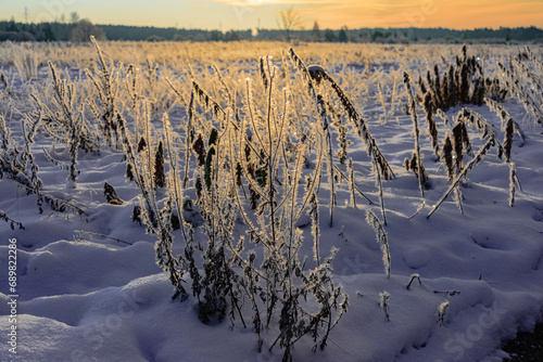 Zimowy, mroźny poranek. Świeci słońce, na ziemi leży biały śnieg. Suche trawy, rośliny i gałęzie drzew pokryte są kryształami szronu.