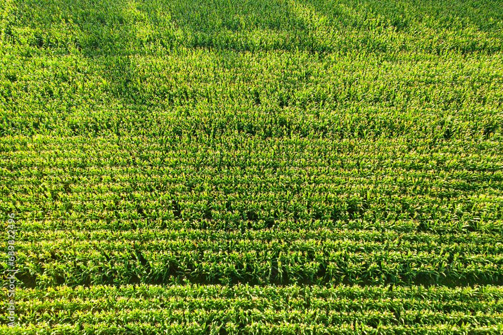 Uprawa kukurydzy. Równoległe rzędy rosnących zielonych roślin widziane z góry. Zdjęcie wykonane przy użyciu drona. - obrazy, fototapety, plakaty 
