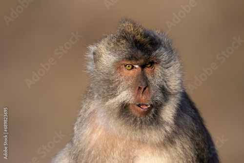 close up of baboon