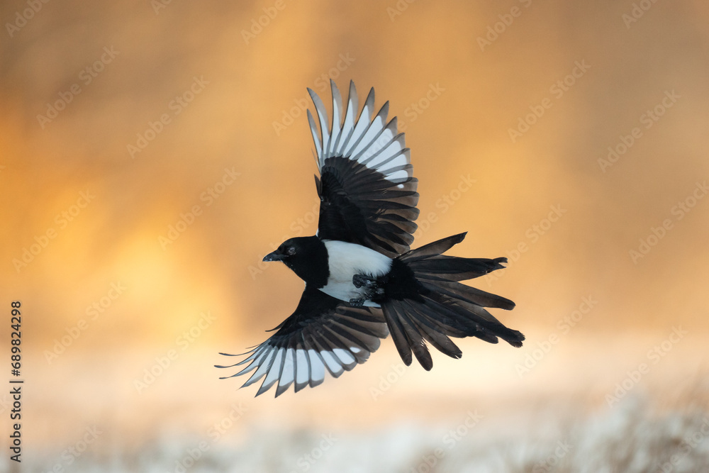 Obraz premium Flying Eurasian Magpie or Common Magpie or Pica pica on the branch with colorful background 