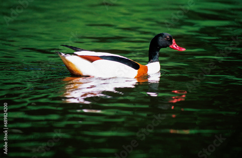 Tadorne de Belon,.Tadorna tadorna, Common Shelduck photo