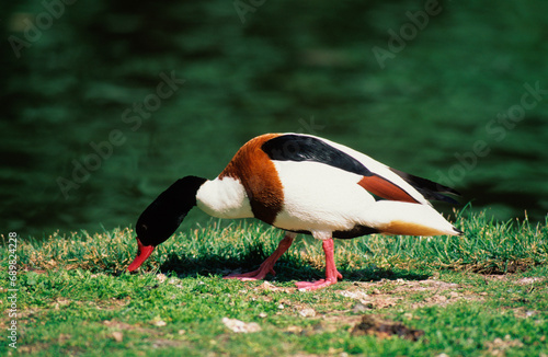 Tadorne de Belon,.Tadorna tadorna, Common Shelduck photo