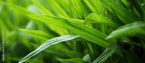 Close up of Green corn leav...