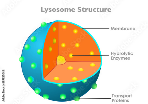 Lysosome anatomy, structure. Hydrolytic enzymes, membrane, transport proteins. animal human cell parts diagram. Bound organelle slice, section, with explanations. Illustration vector photo