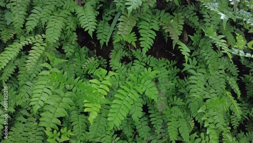 Adiantum latifolium, Maidenhair Fern in the forest