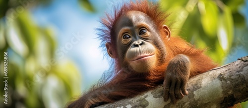 An baby orangutan hangs in a tree in Borneo. Copyspace image. Square banner. Header for website template photo