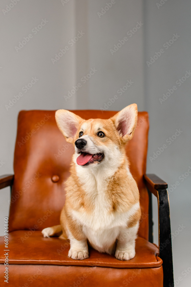 A cute corgi sits on a brown leather chair in the studio A cute corgi sits on a brown leather chair in the studio